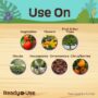 Insecticidal Soap Houseplant Spray – Bonide – 12 oz